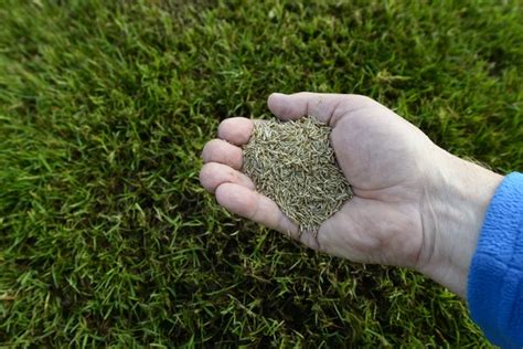 Enhance Your Curb Appeal with Obsidian Beauty Grass Seed This Fall